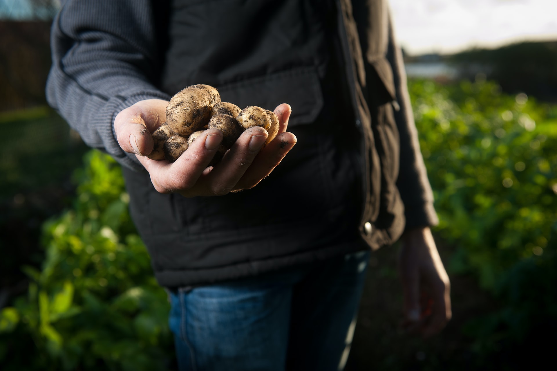 hand full of potatoes