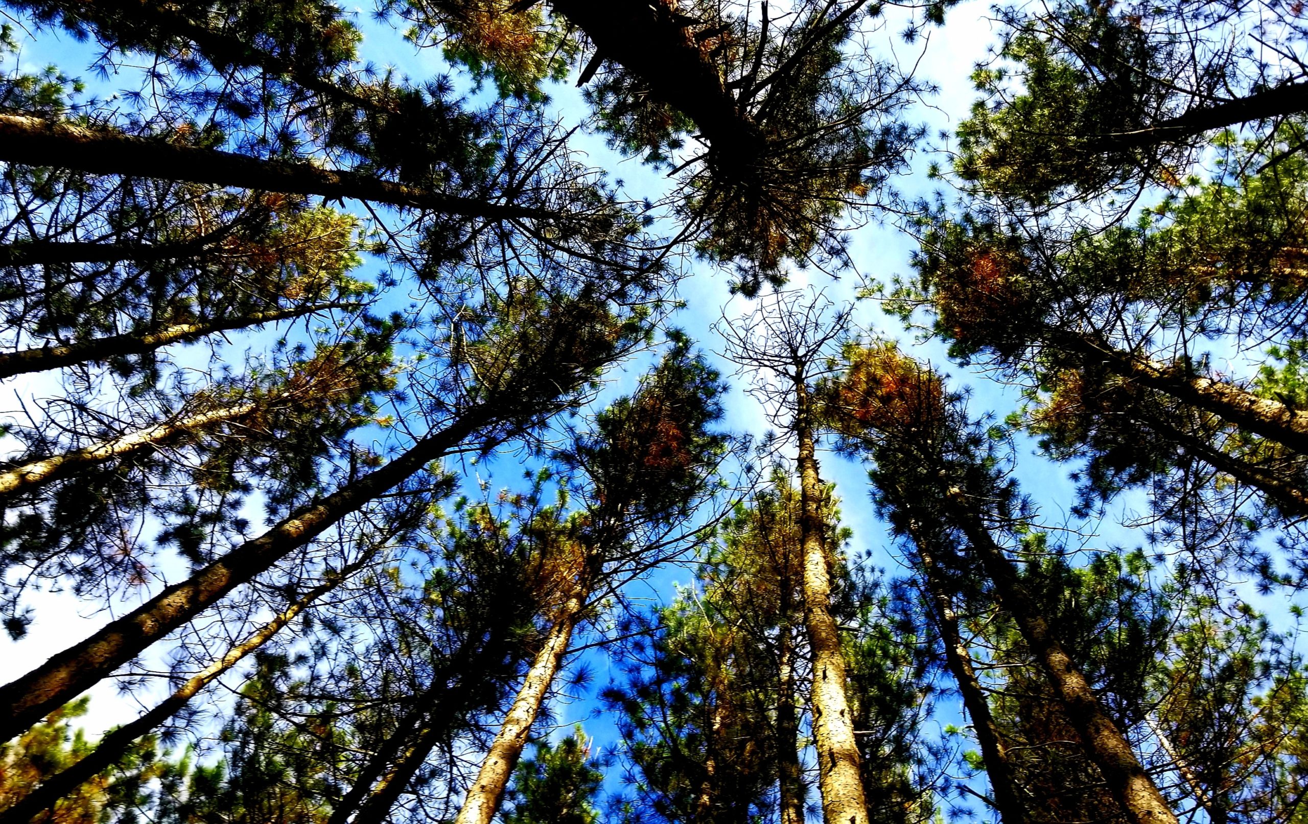 Trees