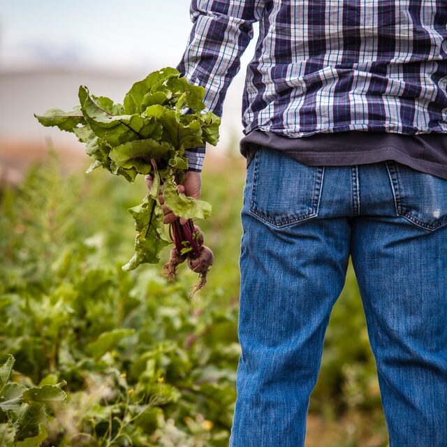 Man holding Beetroot