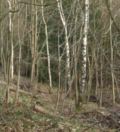 Durham Woodland Revival