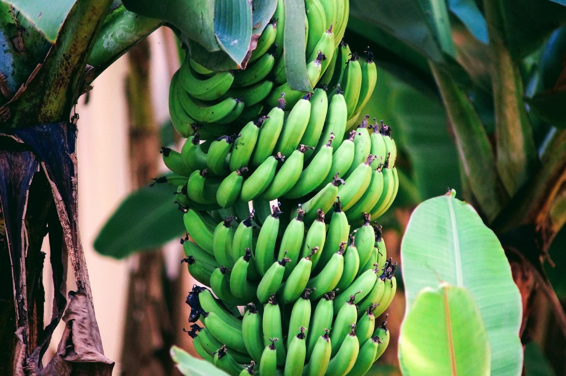 Bananas